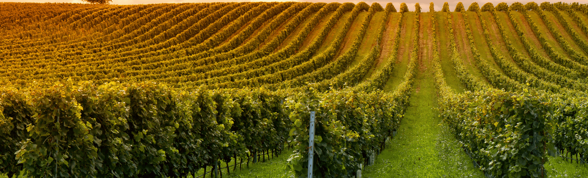 Photo de vignes au moment d'un coucher de soleil