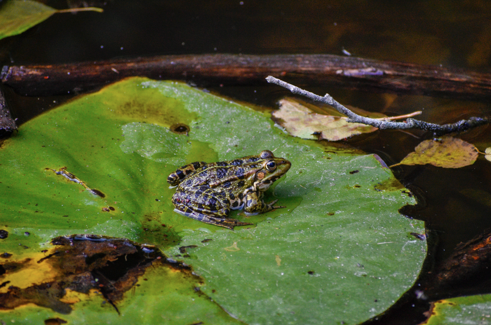 Une grenouille verte qui est sur une feuille de nénuphar